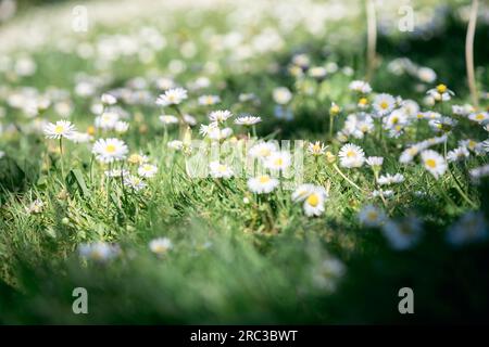 Frühlingsbild eines grünen Gartens. Wunderschöner grüner Rahmen, Vollgras Wildblumen. Selektiver Fokus, geringe Schärfentiefe. Speicherplatz kopieren Stockfoto