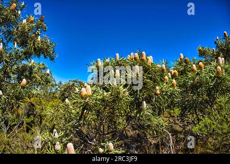 Acorn banksia oder Orange banksia (banksia prionotes) mit großen Blumenspitzen. Endemisch im Südwesten Australiens, im Badgingarra-Nationalpark Stockfoto