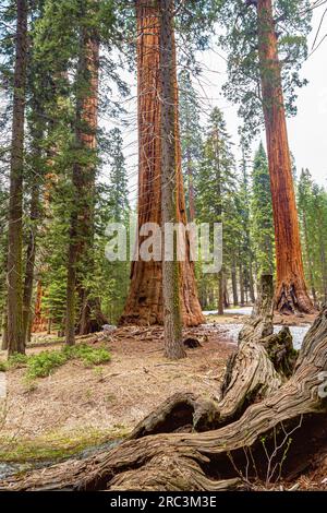 Riesige, verbrannte Mammutbäume im Sequoia-Nationalpark, Kalifornien, USA. Sequoia-Nationalpark mit alten riesigen Sequoia-Bäumen wie Mammutbäumen in wunderschöner Landschaft. Stockfoto