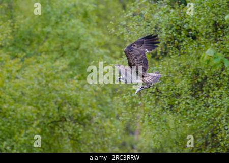 Fischadler, Pandion halietus, im Flug vor einem Hintergrund von Bäumen. Stockfoto