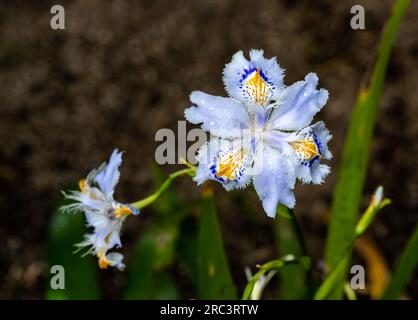 Iris japonica (Iridaceae) stammt aus China und Japan Stockfoto