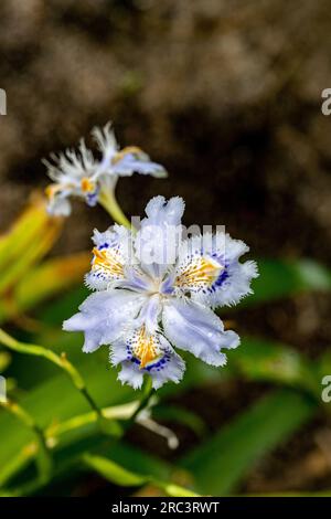 Iris japonica (Iridaceae) stammt aus China und Japan Stockfoto