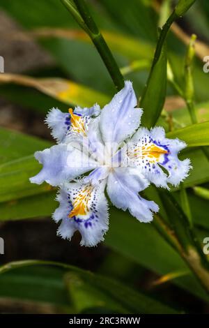 Iris japonica (Iridaceae) stammt aus China und Japan Stockfoto