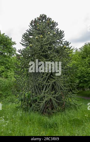 Affe, Araucaria araucana. Stammt aus den Anden in Chile, genauer gesagt aus dem Süden Chiles und dem Norden Patagoniens Stockfoto