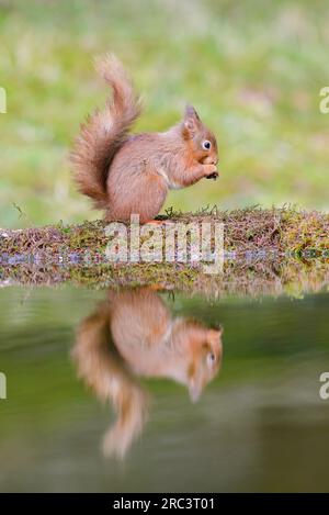 Der rote Eichhörnchen, Sciurus vulgaris, saß am Rand einer Pfütze, mit Reflexen auf dem Wasser, Seitenansicht Stockfoto