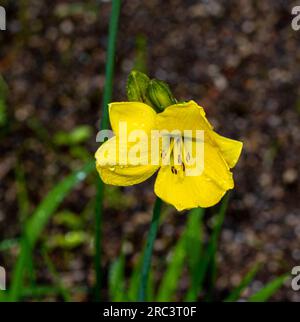 Amur-Tageslilie (Hemerocallis middendorffii). Familie Asphodelaceae der Ordnung Asparagales. Stockfoto