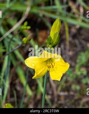 Amur-Tageslilie (Hemerocallis middendorffii). Familie Asphodelaceae der Ordnung Asparagales. Stockfoto