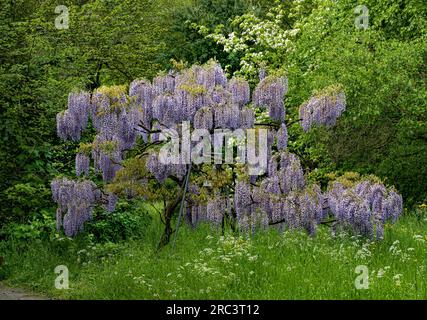 Wisteria Floribunda. Wunderschöne Blumen des kalten Milchkletterers. Stockfoto