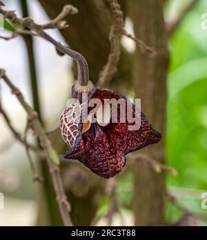 Aristolochia Arborea (Aristolochia salvadorensis) und Darth Vader. Botanischer Garten Heidelberg, Baden Württemberg, Deutschland. Stockfoto