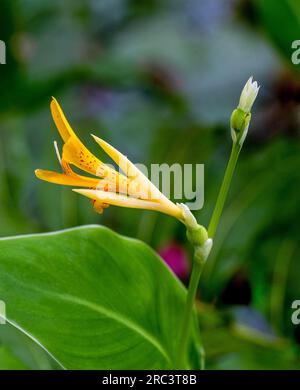 Die Blume von Canna indica (Cannaceae). Sie ist in Südamerika, Mittelamerika, den Westindischen Inseln und Mexiko heimisch. Stockfoto