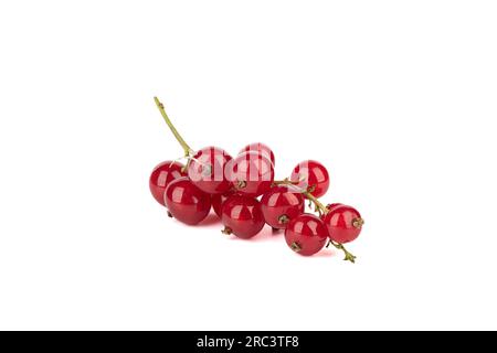 Wunderschöner Zweig mit reifen roten Johannisbeeren isoliert auf weißem Hintergrund. Speicherplatz kopieren. Stockfoto