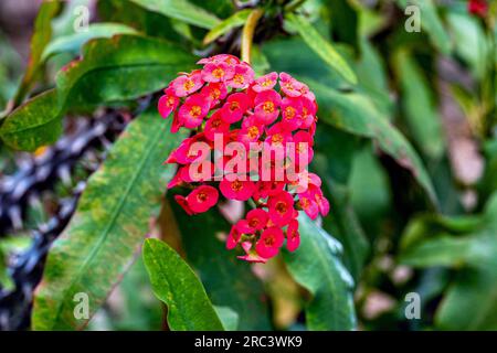 Dornenkrone oder Christuspflanze (Ephorbia milii), aus Madagaskar. Botanischer Garten, Kit, Karlsruhe, Deutschland, Europa Stockfoto