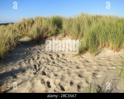 Duinen met helmgras en Fußstapfen, Dünen mit Gras und foodprints marram Stockfoto