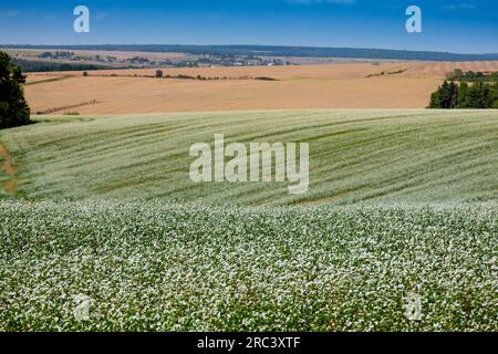 Riesige Felder auf den Hügeln sind durch Waldstreifen getrennt. Ein blühendes Feld Buchweizen. Landwirtschaftliche Flächen in der Region Ternopil im Westen Ukras Stockfoto