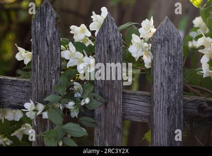 Jasmin auf dem Zaunhintergrund in den Sonnenstrahlen des Morgens Stockfoto