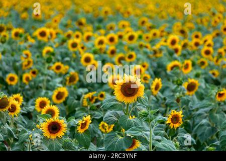 Große Felder werden mit Sonnenblumen gesät. Ausdrucksstarke ländliche Landschaft. Es ist mitten im Sommer in der südlichen Region der Ukraine, irgendwo in der Stockfoto