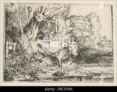 Der Stier 1650 von Rembrandt Stockfoto