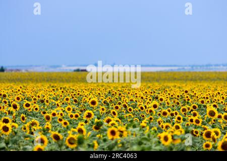 Große Felder werden mit Sonnenblumen gesät. Ausdrucksstarke ländliche Landschaft. Es ist mitten im Sommer in der südlichen Region der Ukraine, irgendwo in der Stockfoto