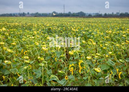 Große Felder werden mit Sonnenblumen gesät. Die Kultur ist fast reif. Ende des Sommers in der westlichen Region der Ukraine, irgendwo in der Lemberg-Region Stockfoto