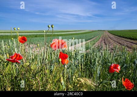 Ein Feld mit grünem Weizen. Typische Sommerlandschaft in der Ukraine. Thema: Ernährungssicherheit. Landwirtschaftlich. Landwirtschaft. Nahrungsmittelproduktion. Rote Mohnblumen Stockfoto