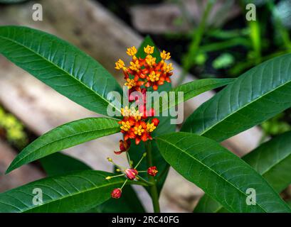 Bloodflower (aka Silkweed, Indian Root) (Asclepias Curassavica) Stockfoto