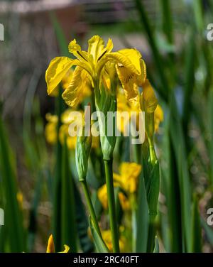 Makroaufnahme einer farbenfrohen gelben Flagge (Iris versicolor). Stockfoto