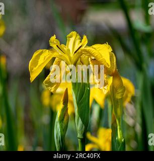 Makroaufnahme einer farbenfrohen gelben Flagge (Iris versicolor). Stockfoto