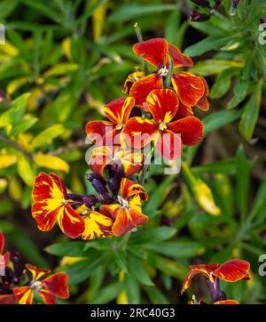 Dunkelrote und orangefarbene Gartenwandblume - lateinischer Name - Erysimum cheiri Stockfoto