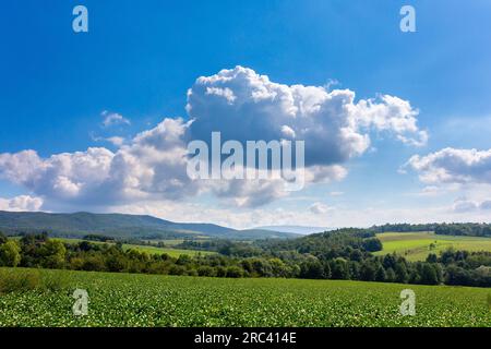 Ein Bauernhof an den Hängen der Hügel, der mit Sojabohnen gesät wird. Die Ernte wächst nach der Aussaat gut, hat gute gesunde Blätter und einen starken Stiel. Irgendwo da drin Stockfoto