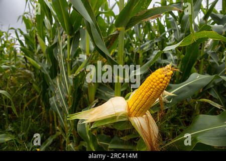 Ein mit Mais gesätes Feld. Die Kultur wuchs im Laufe des Sommers, blühte und formte Kolben. Ein offener Kolben im Vordergrund. Anfang Herbst Stockfoto