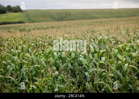 Ein mit Mais gesätes Feld. Die Kultur wuchs im Laufe des Sommers gut, blühte und formte Kuppeln. Ende des Sommers und Anfang des Herbstes im Westen Stockfoto