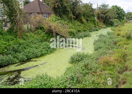 Dorney, Großbritannien. 12. Juli 2023. Die Bürgerwissenschaftler Dave und Jacqui Wallace, die im Auftrag der Henley River Action Group tätig waren, haben heute Tests der Wasserverschmutzung in Roundmoor Ditch (im Bild) in Dorney Common in Buckinghamshire mit Testgeräten von Earthwatch Europe durchgeführt. Die Überwachung der Dauer von Thames Water Event (EDM) zeigt, dass Themsenwasser aus den nahe gelegenen Kläranlagen für Thames Water Slough in den Roundmoor-Graben eingelaufen ist. Die letzte EDM-Einleitung wurde jedoch am 21. Januar 2023 erfasst. Die Ergebnisse der heutigen Tests auf dem trüben Wasser in Roundmoor Graben Stockfoto