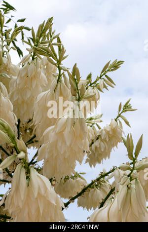 Regen fällt mit dem Sand auf weißen Blüten von Yucca rostrata oder Schnauze Yucca aus nächster Nähe Stockfoto