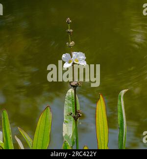 Echinodorus grandiflorus. Er ist in Brasilien, Paraguay, Uruguay, Argentinien, Venezuela und Florida heimisch Stockfoto