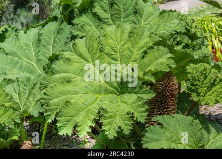 Gunnera, die aussieht wie Riesenrhabarber, wächst. Botanischer Garten, Frankfurt, Deutschland, Europa Stockfoto