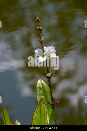 Echinodorus grandiflorus. Er ist in Brasilien, Paraguay, Uruguay, Argentinien, Venezuela und Florida heimisch Stockfoto