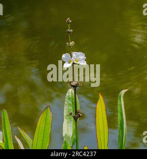 Echinodorus grandiflorus. Er ist in Brasilien, Paraguay, Uruguay, Argentinien, Venezuela und Florida heimisch Stockfoto