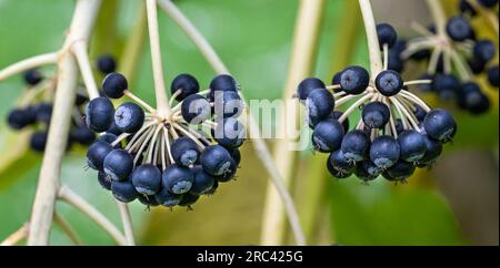 Fatsia japonica, Fatsia, Green Subject. Stockfoto