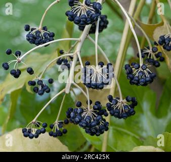 Fatsia japonica, Fatsia, Green Subject. Stockfoto