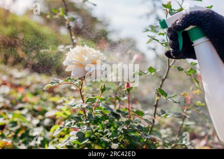 Gärtner trägt Dünger auf blühende Rose auf. Rosenbesprühung mit Fungizid im Sommergarten. Pflanzenpflege. Prävention und Behandlung von Krankheiten Stockfoto