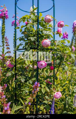 Der Geist der Freiheit blüht auf dem Obelisken im Sommergarten von Lavendel und veronika. Rosa Blumen auf englischem Kletterer, die auf Pergola wachsen Stockfoto