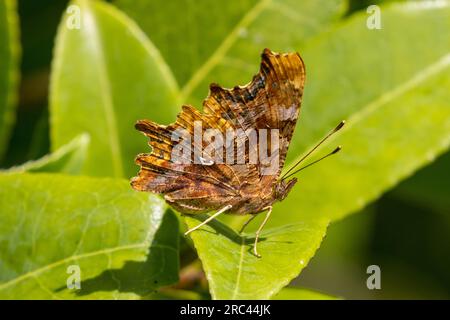 Comma Butterfly (Polygonia c-Album) Sussex, Vereinigtes Königreich Stockfoto