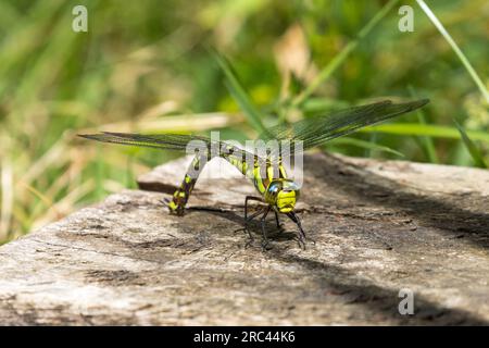 Südliche Hawker-Libelle, Aeshna cyanea, Legeeier, auch bekannt als ovipositierende oder ovipositive Libelle. UK Stockfoto