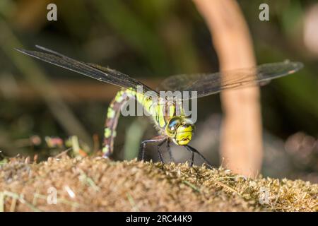 Südliche Hawker-Libelle, Aeshna cyanea, Legeeier, auch bekannt als ovipositierende oder ovipositive Libelle. UK Stockfoto