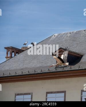 Orangerie-Park: Blick auf einen fliegenden Storch in der Nähe des Josephine-Pavillons und ein Nest mit jungen Störchen Stockfoto