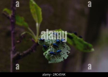 Im Clumber Park, Worksop, Großbritannien, erfreuen sich die Alderkäfer an den Blättern eines Baumes Stockfoto