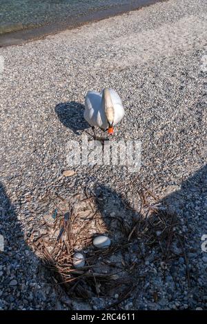 Malerischer Blick auf einen weißen Schwan neben ihren Eiern am Genfer See im Genfer Hafen. Stockfoto