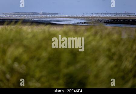 SINT JACOBIPAROCHIE - Ein Salzmarschgebiet für Vögel in der Gegend von Wadden. Wad Birds können hier essen, sich vermehren und ausruhen. ANP KOEN VAN WEEL niederlande raus - belgien raus Stockfoto