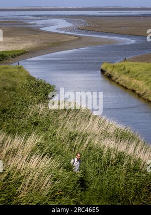 SINT JACOBIPAROCHIE - Ein Salzmarschgebiet für Vögel in der Gegend von Wadden. Wad Birds können hier essen, sich vermehren und ausruhen. ANP KOEN VAN WEEL niederlande raus - belgien raus Stockfoto