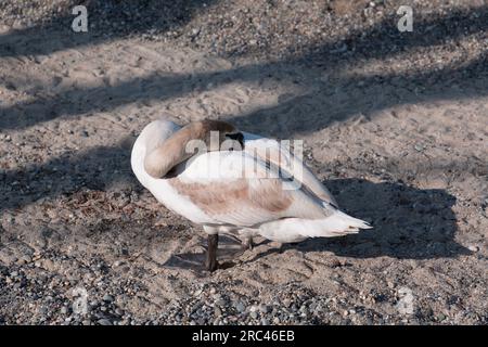 Malerischer Blick auf einen weißen Schwan am Genfer See im Genfer Hafen. Stockfoto